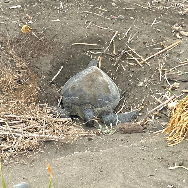 Popülasyonu artıyor: Caretta carettaların yuvalaması geç başladı, yoğun sür...