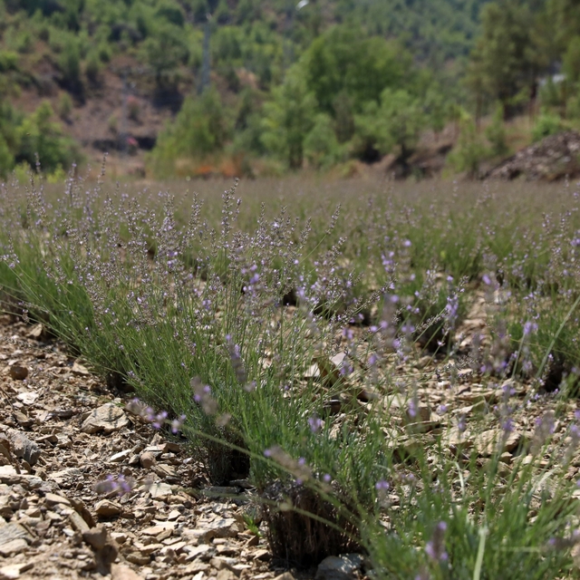 Alanya Belediyesi'nin lavanta bahçesinde ilk hasat yapıldı
