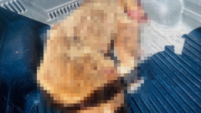 Seferihisar'a kabusu yaşatan ayı vurularak öldürüldü