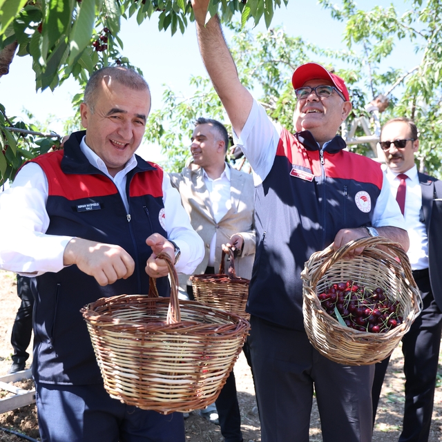 Elazığ'da 7 bin dekar alanda kiraz hasadı devam ediyor