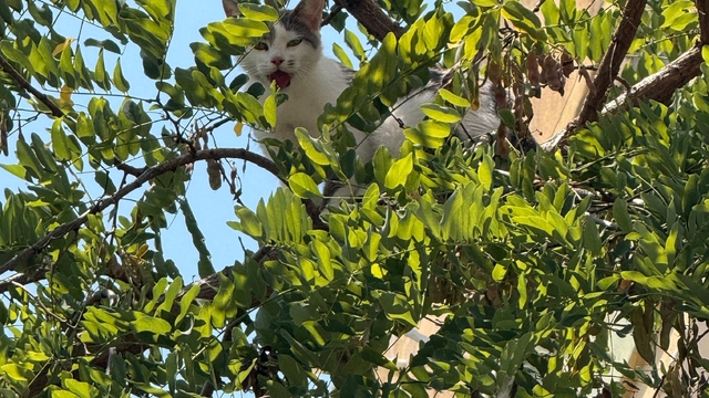 Antalya'da ağaçtan inemeyen kedi vinç yardımıyla kurtarıldı