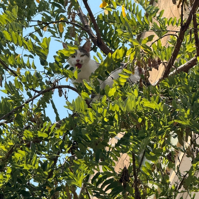 Antalya'da ağaçtan inemeyen kedi vinç yardımıyla kurtarıldı
