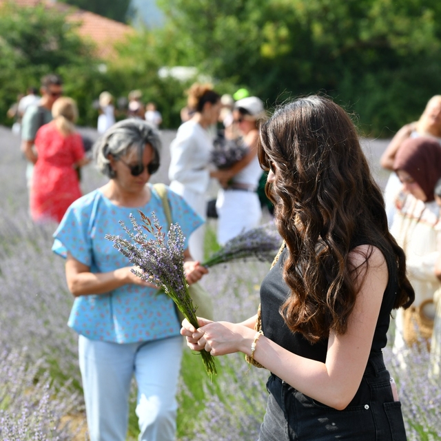 Fethiye'de lavanta bahçesinde hasat yapıldı