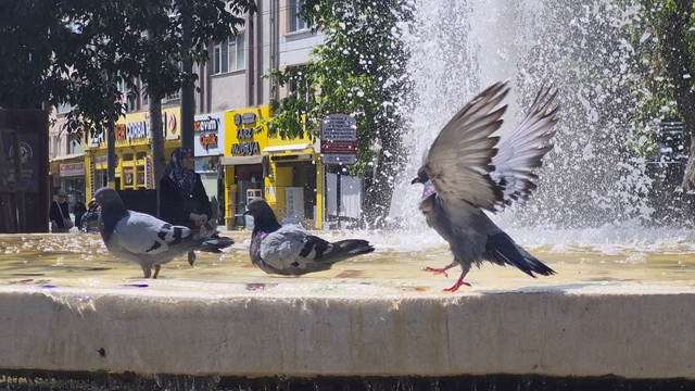 Fıskiyelerin altında kanat çırparak doyasıya serinlediler