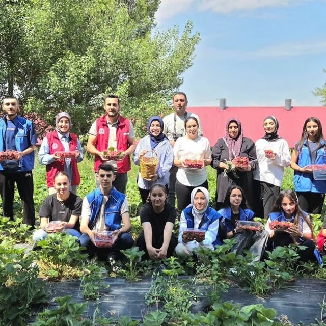 Ağrılı gönüllü gençlerden çilek hasadına destek