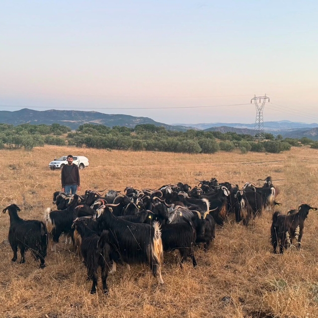 Elazığ'da kaybolan 30 keçi dron destekli çalışmayla bulundu