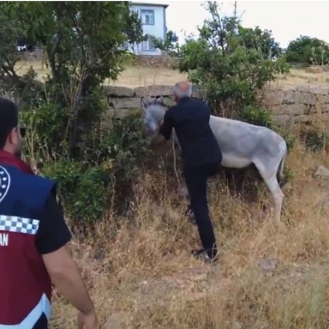 Bingöl'de 68 başıboş hayvan toplandı