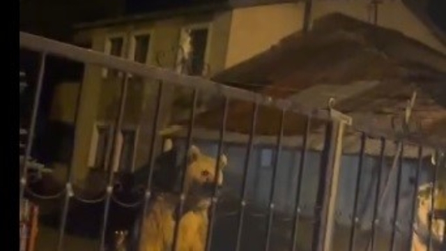 Sarıkamış'ta bu kez roller değişti: Vatandaş dışarıda bekledi, ayılar bahçede misafir oldu