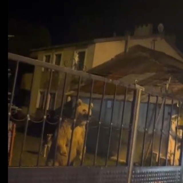 Sarıkamış'ta bu kez roller değişti: Vatandaş dışarıda bekledi, ayılar bahçe...