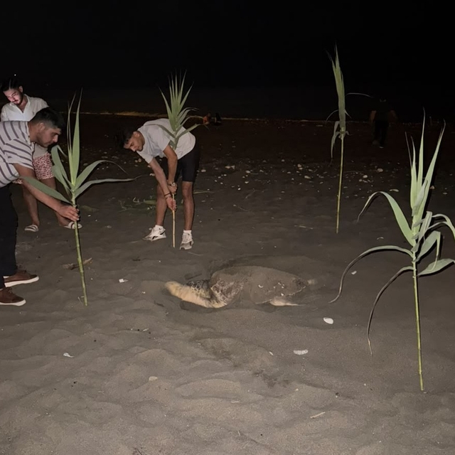 Caretta carettayı yuva yaparken gören gençler, duyarlılık gösterdi önlem al...
