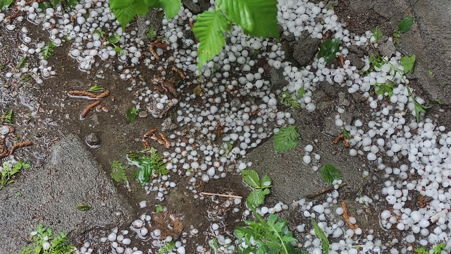 Ardahan'da sağanak ve dolu yağışı tarım arazilerine zarar verdi