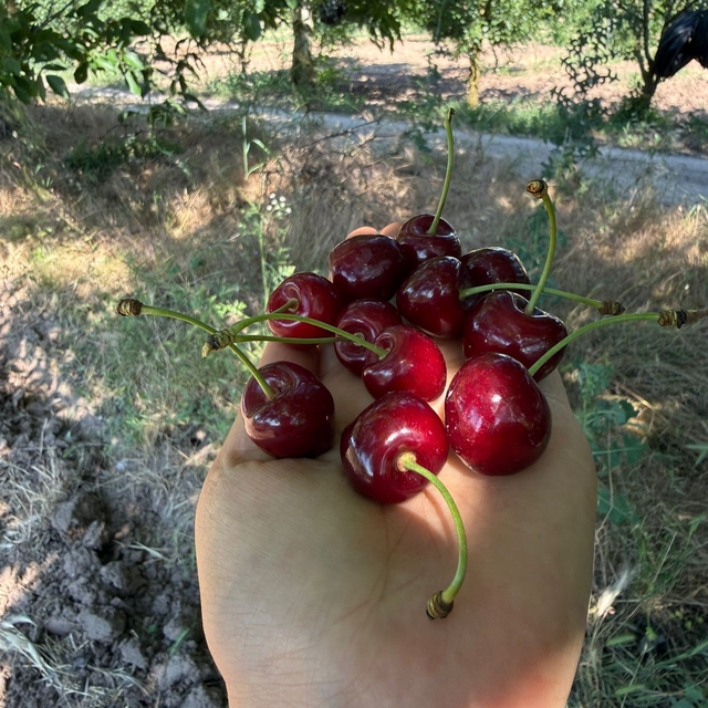 Gölpazarı'nın 46 yıllık 'Napolyon' kirazında hasat tamamlanıyor
Üretici, ye...