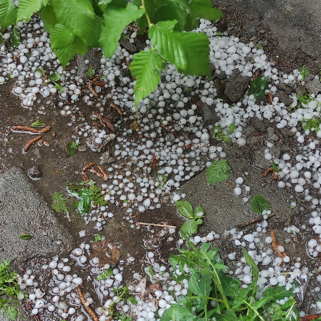 Ardahan'da sağanak ve dolu yağışı tarım arazilerine zarar verdi
