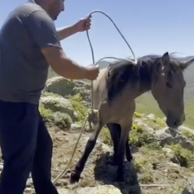 Yılkı atlarıyla ilgili mide bulandıran iddia
Kaçak avcılar tarafından yakal...