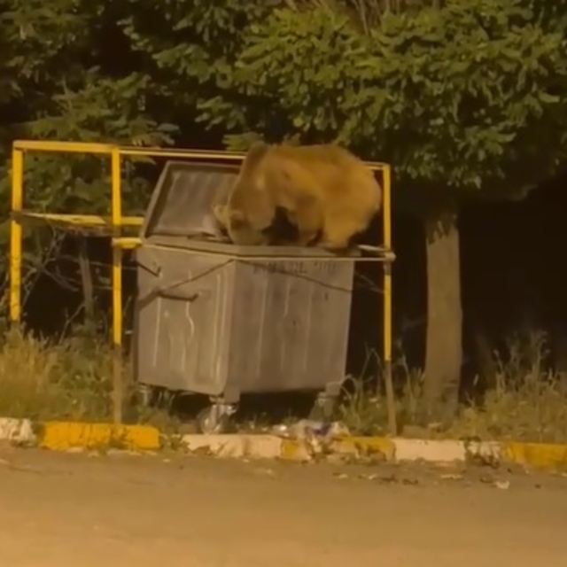 Yiyecek arayan ayı ve yavrusu görüntülendi