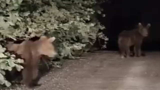 Gece yarısı ayılarla karşılaşan vatandaşlar panik yaşadı: O anlar kamerada