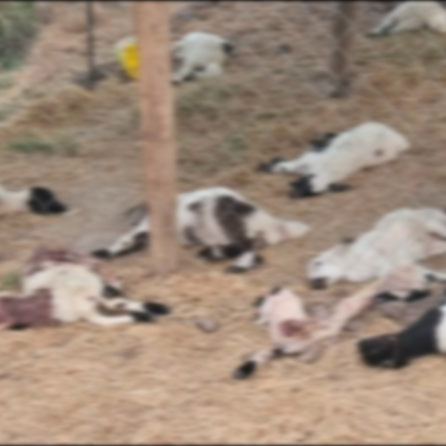 Diyarbakır'da köpeklerin saldırdığı 15 kuzu öldü