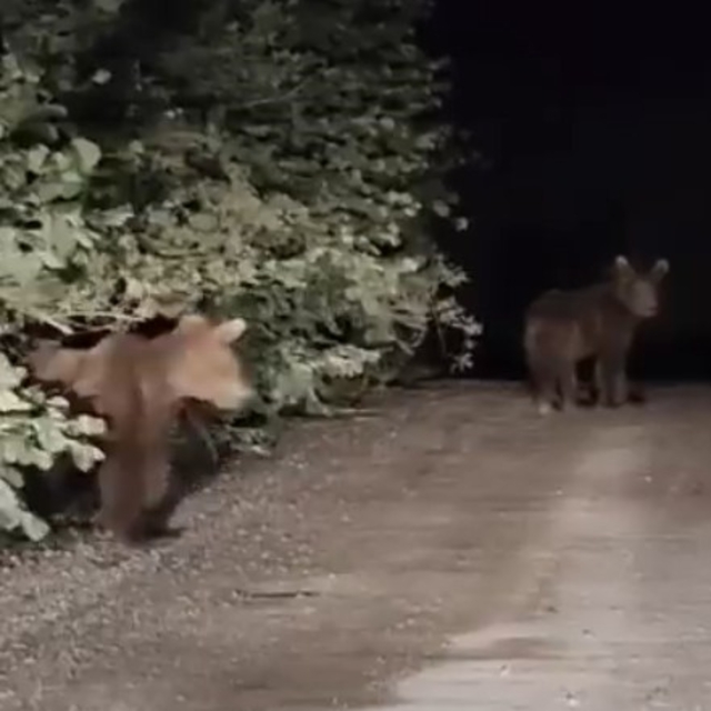 Gece yarısı ayılarla karşılaşan vatandaşlar panik yaşadı: O anlar kamerada