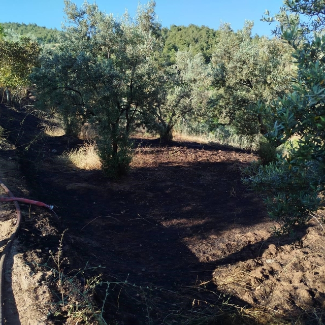 Bilecik'te zeytin tarlasında çıkan yangın korkuttu
