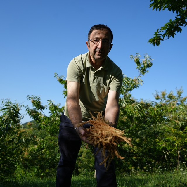Kestane çiçeklerinde hasat başladı: Antioksidan deposu çay oluyor
Çayın bağ...