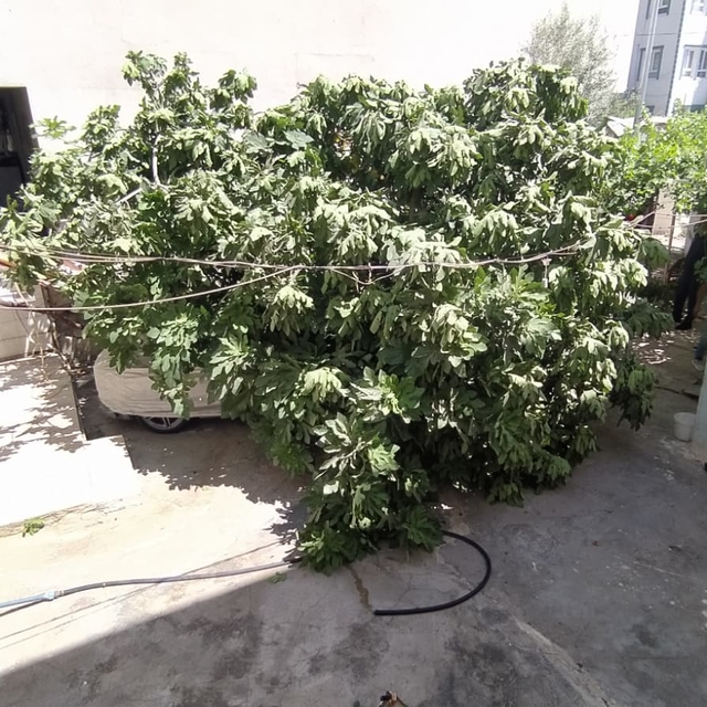 Park halindeki otomobilin üzerine ağaç devrildi