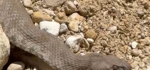 Tunceli'de koca engerek yılanı görüntülendi
