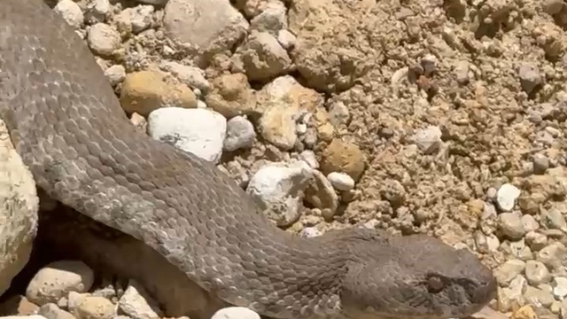 Tunceli'de koca engerek yılanı görüntülendi