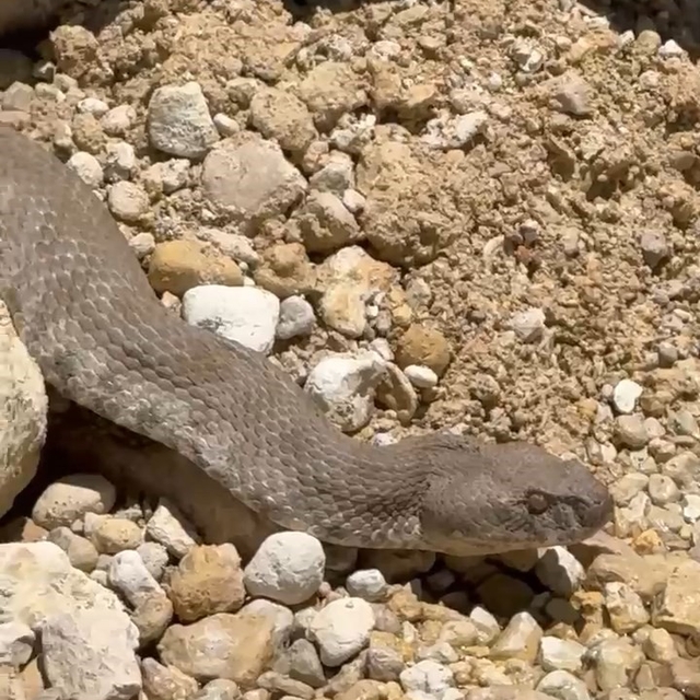 Tunceli'de koca engerek yılanı görüntülendi