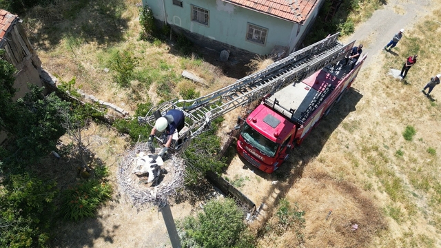 Yuvasında ayağına ip dolanan yavru leyleğe itfaiye yardımı