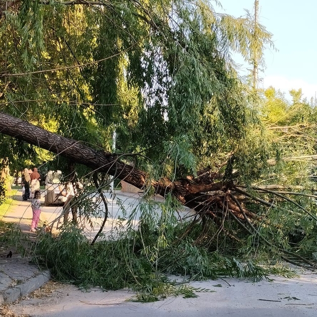 Şiddetli rüzgar parktaki ağacı devirdi