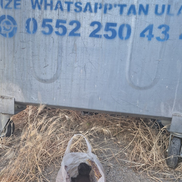 Eskişehir'de kan donduran olay: Yavru kedinin ağzını bantlayıp poşetle çöpe...