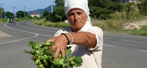Ordu'da taze fındık tezgahlarda: Kilosu 200 lira