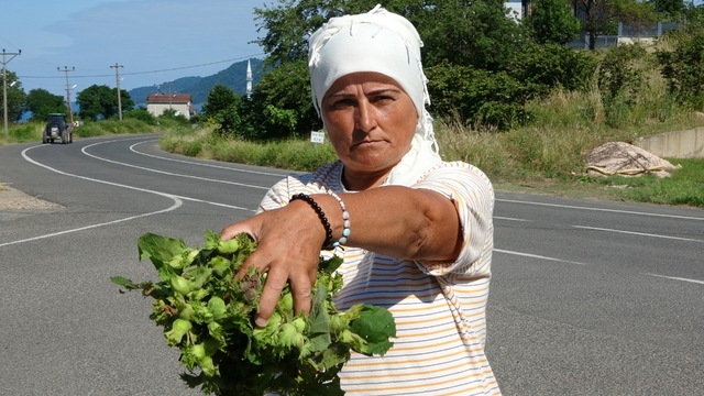 Ordu'da taze fındık tezgahlarda: Kilosu 200 lira