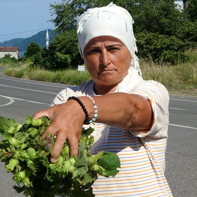 Ordu'da taze fındık tezgahlarda: Kilosu 200 lira