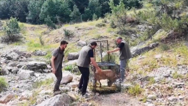 Yaralı dağ keçisi tedavisinin ardından doğaya bırakıldı