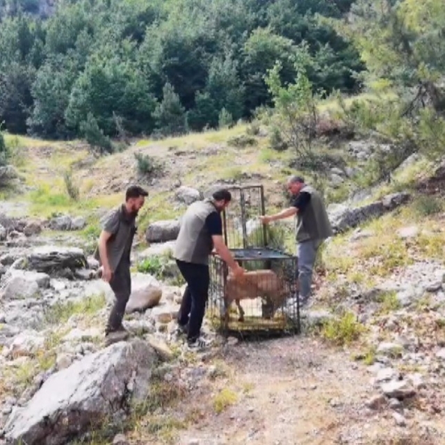 Yaralı dağ keçisi tedavisinin ardından doğaya bırakıldı
