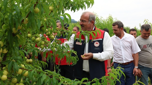 Çanakkale'de coğrafi tescilli Bayramiç Beyazının hasadı başladı