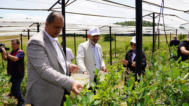 İznik'te Maviyemiş Hasadı Başladı