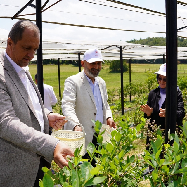 İznik'te Maviyemiş Hasadı Başladı