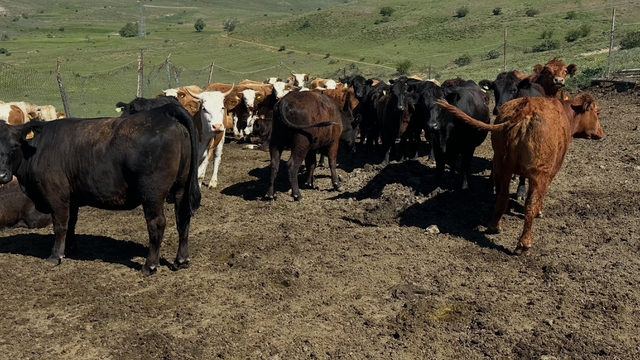 Aydıntepe'de ithal besilik sığırlarda karantina ve sağlık kontrolleri yapılıyor
