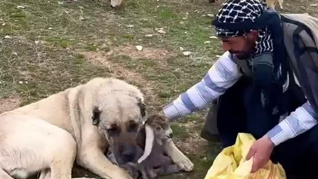 Kangal, çoban gelene kadar kırsalda doğan kuzuya kendi yavrusu gibi sahip çıktı
Kangalın sahiplendiği yenidoğan kuzu, kangaldan ayrılınca ağlamaya başladı, o anlar görenlerin yüreklerini ısıttı
Prof. Dr. İbrahim Yurdakul, Kangal köpeklerinin sürü içerisindeki en savunmasız hayvanları koruma eğiliminde olduğunu söyledi
