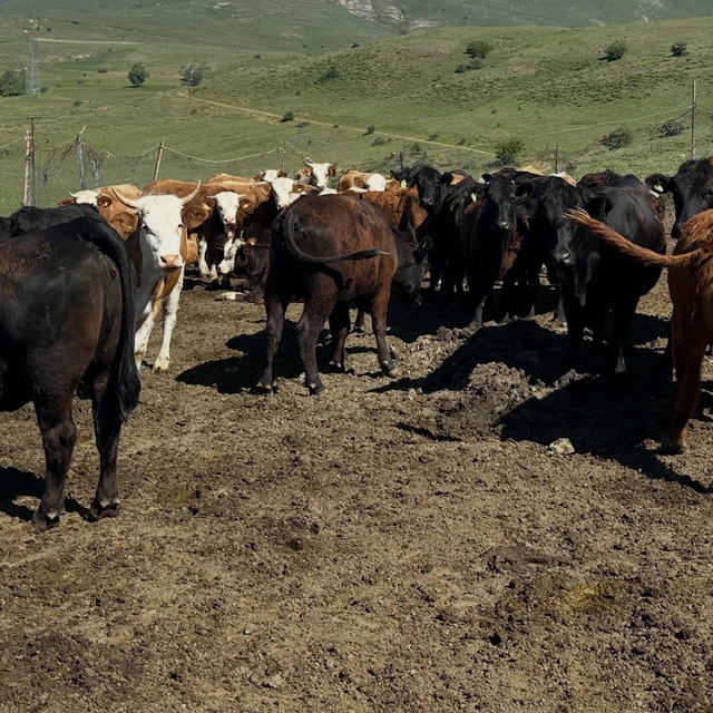 Aydıntepe'de ithal besilik sığırlarda karantina ve sağlık kontrolleri yapıl...