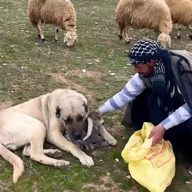 Kangal, çoban gelene kadar kırsalda doğan kuzuya kendi yavrusu gibi sahip ç...