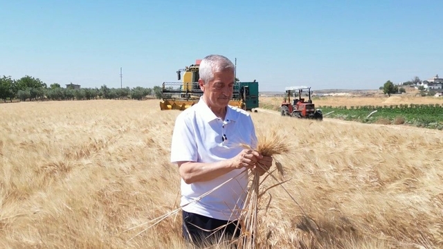 Şahinbey'de çiftçiler buğday hasadından memnun