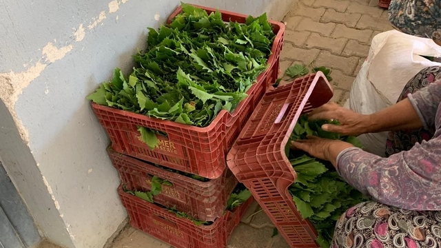 Sarıgöl'de yaprak fiyatları 35-40 TL'ye geriledi