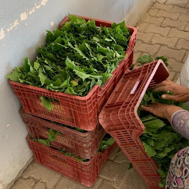 Sarıgöl'de yaprak fiyatları 35-40 TL'ye geriledi