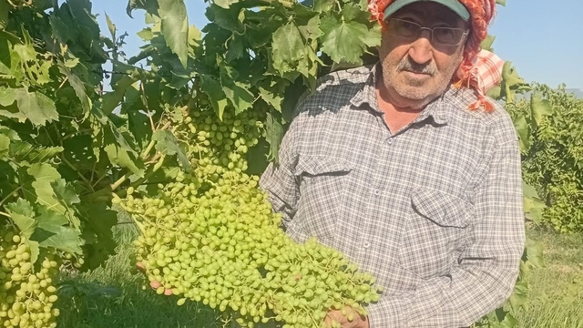 Sarıgöl'de dev salkımlar ihracat yolunda