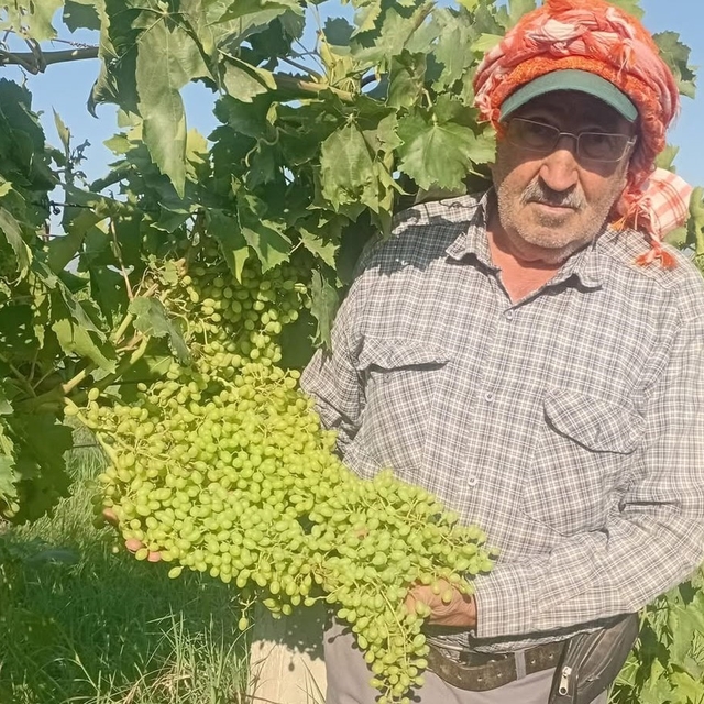 Sarıgöl'de dev salkımlar ihracat yolunda