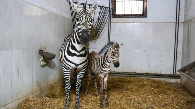 Bursa Hayvanat Bahçesi'nde zebra ailesi büyüyor