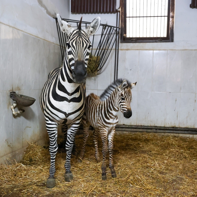 Bursa Hayvanat Bahçesi'nde zebra ailesi büyüyor